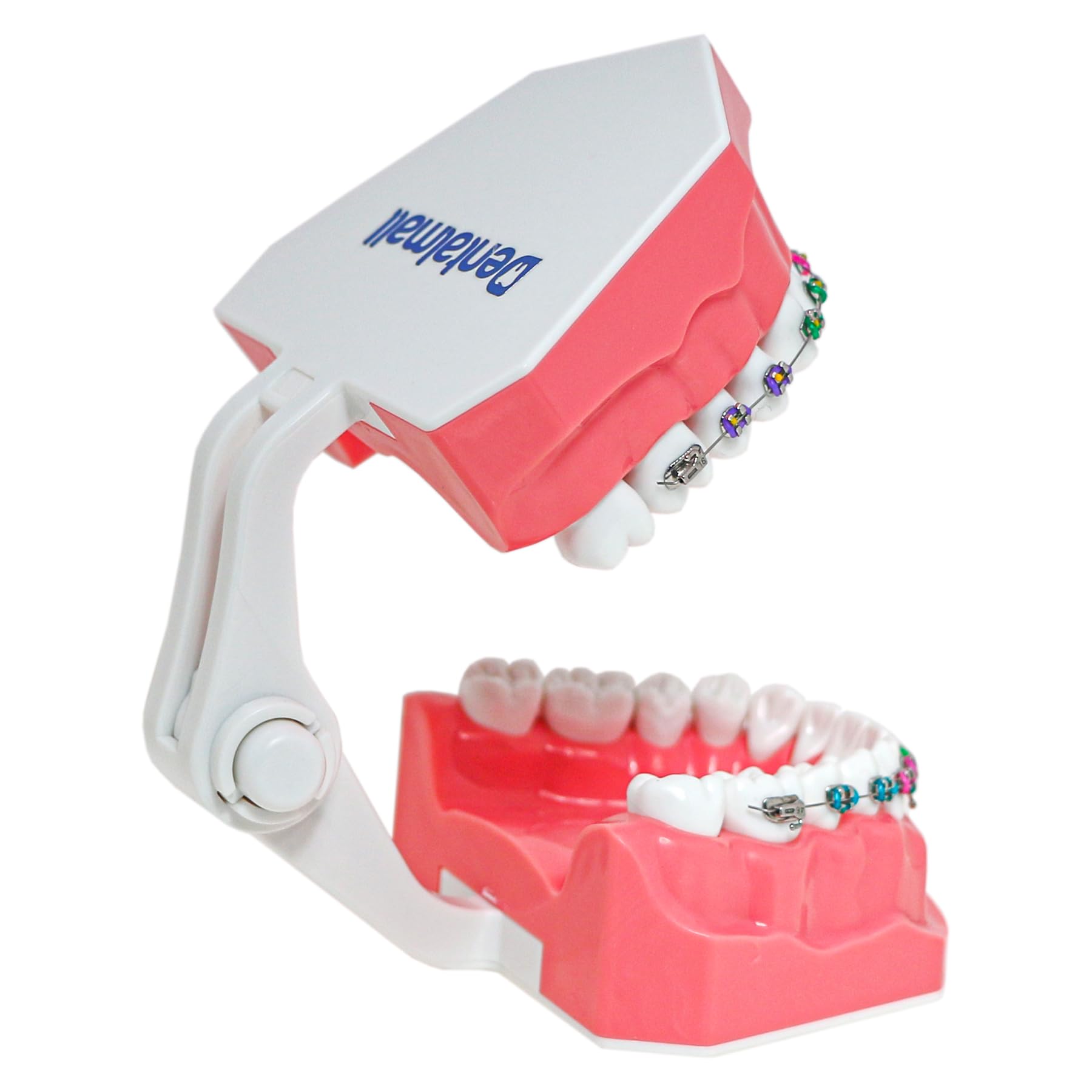 タイポドント　歯列矯正模型 Amazon.co.jp: Dentalmall Typodonts 歯列矯正デモンストレーション